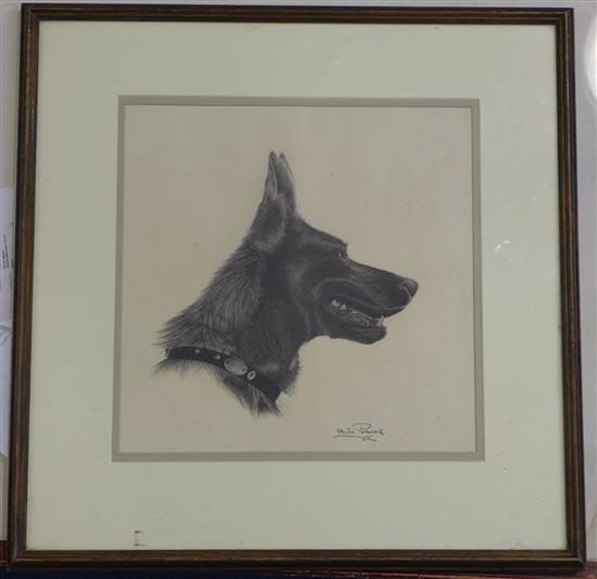 Otto Josef Potuznik Head of an Alsatian, 10.5 x 10.5in.